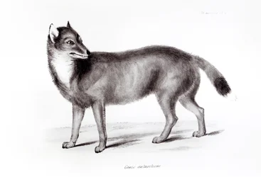 Canis Antarcticus